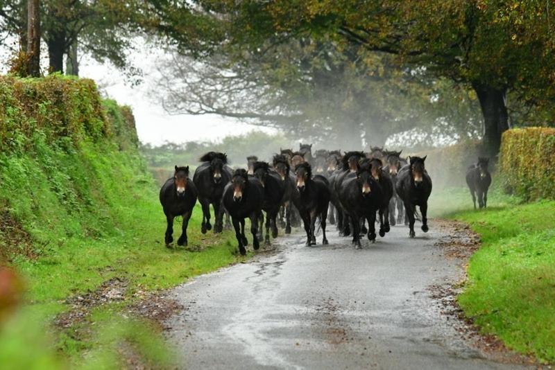 Exmoor Retreat On Two Moors Way Withypool Buitenkant foto