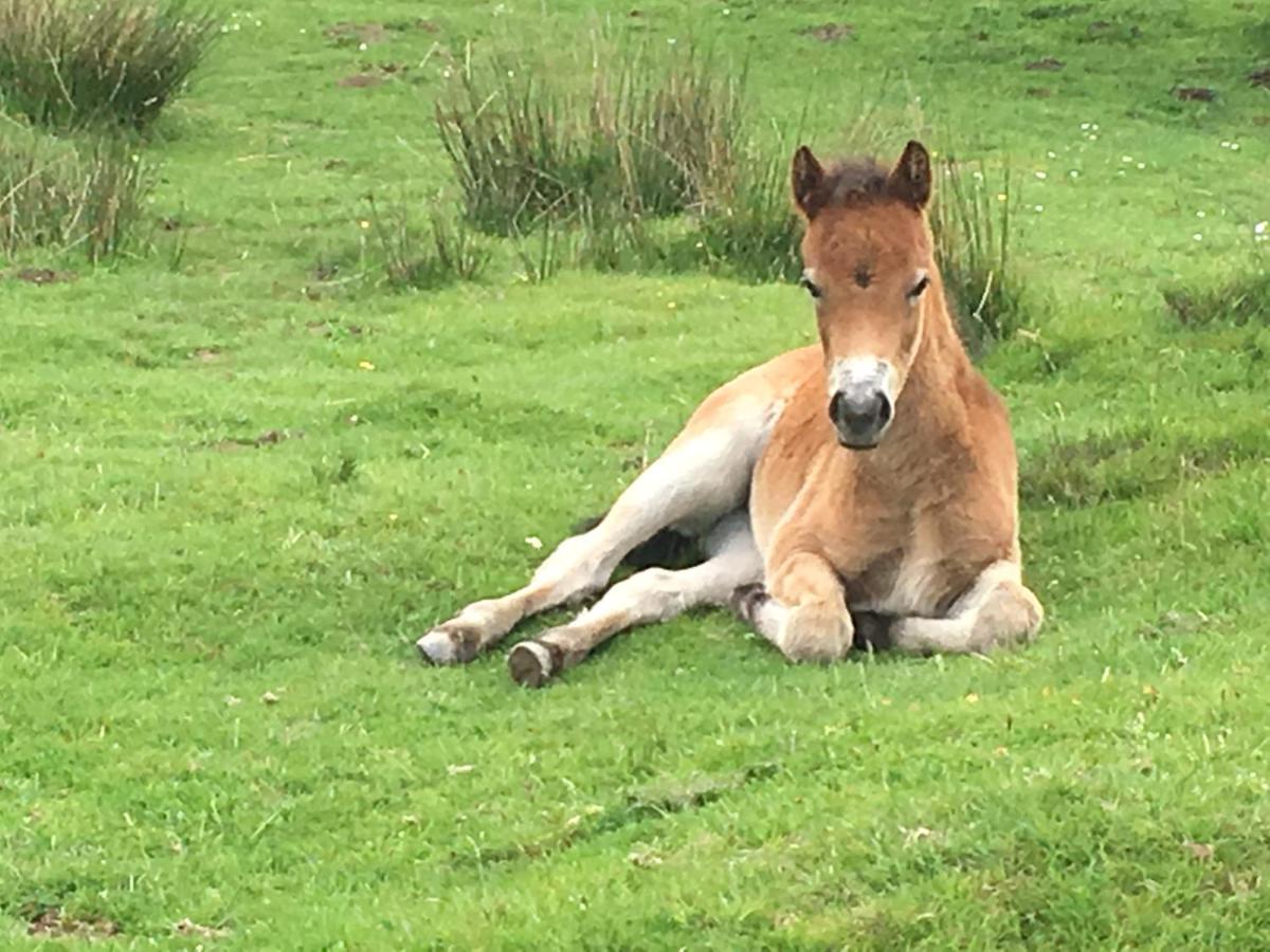 Exmoor Retreat On Two Moors Way Withypool Buitenkant foto