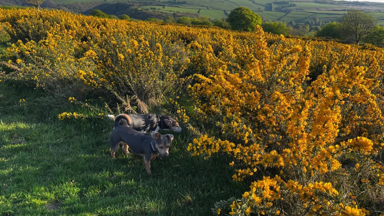 Exmoor Retreat On Two Moors Way Withypool Buitenkant foto