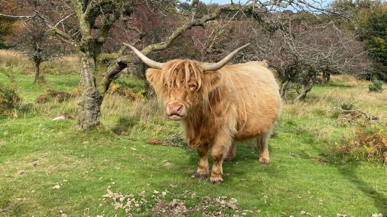 Exmoor Retreat On Two Moors Way Withypool Buitenkant foto
