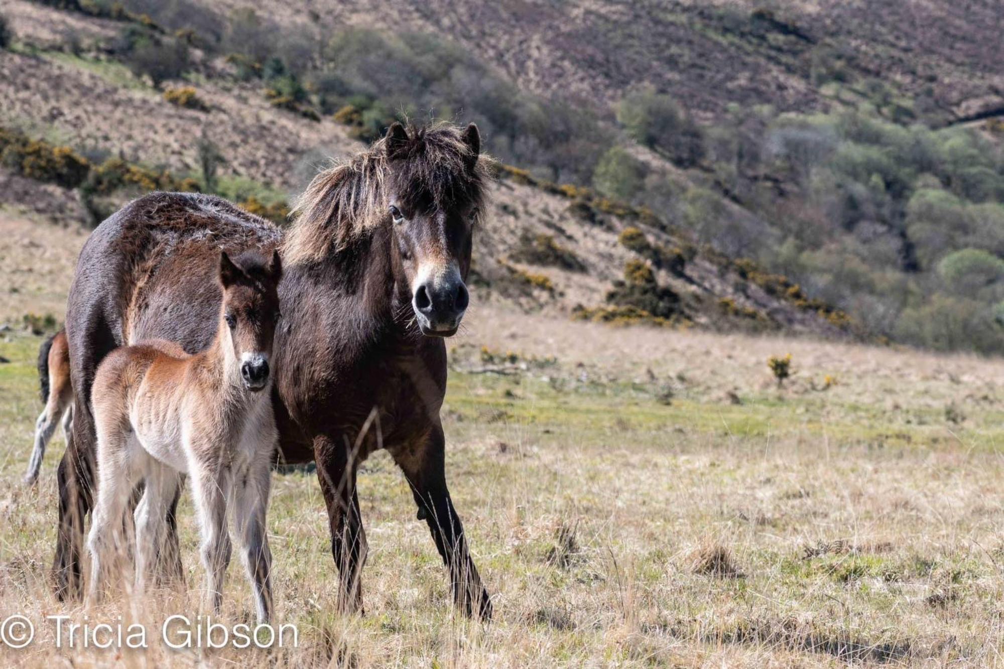 Exmoor Retreat On Two Moors Way Withypool Buitenkant foto